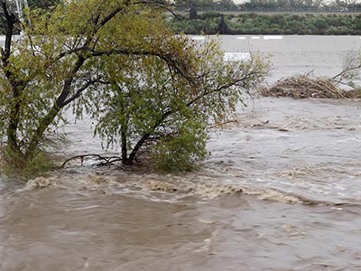 trees and flood waters