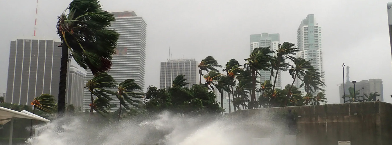palm trees blowing in the wind in a city environment